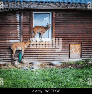 Carino due cervi pascolare nei pressi della vecchia casa in legno, sulla finestra Foto Stock