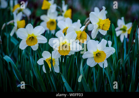 Fiore di primavera narciso. Foto Stock