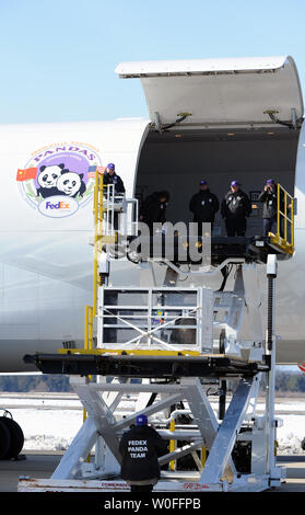 Tai Shan, un bambino di 4 anni maschio panda gigante, è sollevato in una FedEx Express 777 cargo aereo all'Aeroporto di Dulles a Dulles, Virginia il 4 febbraio 2010. Tai Shan e un altro di 3 anni panda femmina, Mei Lan, dallo Zoo di Atlanta, sarà trasportato sulla "FedEx Panda Express' a Chengdu, in Cina per entrare a far parte del paese allevamento e programma di conservazione. Entrambi i panda sono di proprietà del governo cinese e sono state affittate a gli Stati Uniti. UPI/Alexis C. Glenn. Foto Stock