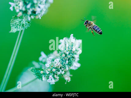 Heidelberg, Germania. Il 27 giugno, 2019. Accanto ai fiori di un bianco balsamo, un insetto vola in farmacia il giardino del Museo della Farmacia. La semina è basato sullo storico impianto di libri. Credito: Uwe Anspach/dpa/Alamy Live News Foto Stock