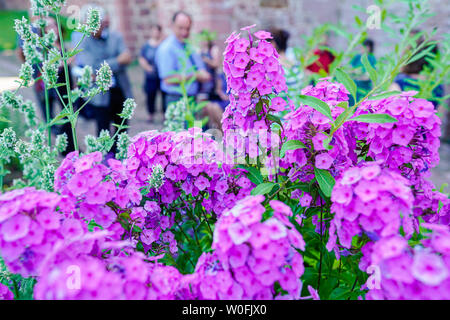 Heidelberg, Germania. Il 27 giugno, 2019. Visitatori stand in farmacia il giardino del Museo della Farmacia dietro i fiori di un fiore di fiamma. La semina è basato sullo storico impianto di libri. Credito: Uwe Anspach/dpa/Alamy Live News Foto Stock