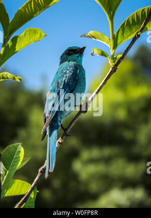 Un Verditer flycatcher appollaiato su un albero di guava. si trovano in Himalaya, così come il sud-est asiatico. Foto Stock