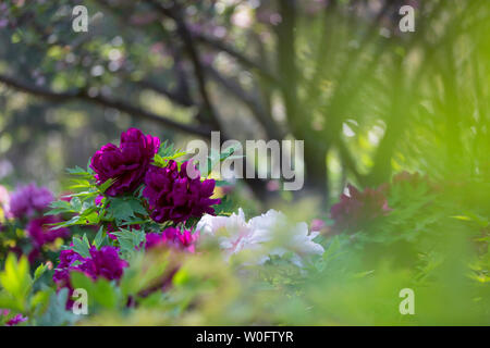 Peonia fiori in Sui e codolo Giardino Botanico in Luoyang, nella provincia di Henan Foto Stock