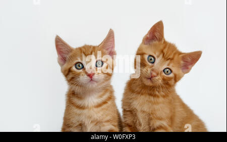 Due piccolo grazioso baby gatti, sgombro Rosso tabby, European Shorthair, i gattini con meravigliosa agli occhi di colore sono i migliori amici e seduta vicino insieme Foto Stock