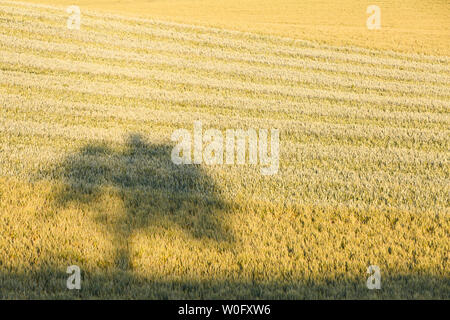 Shadow of a tree in a wheat field, Turiec region, northern Slovakia. Foto Stock