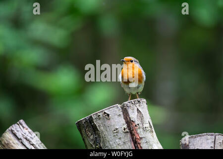 Robin Erithacus rubecula in jaunty pongono su un taglio ceppo di albero con verde scuro dello sfondo diffuso Foto Stock