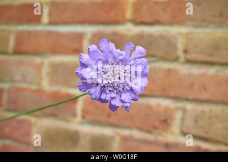 Una vibrante e bella, violet Puntaspilli Fiore (Scabiosa) in fiore su un giorno d'estate. Foto Stock