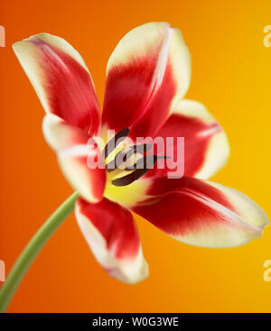 Striato rosso tulip fiori su uno sfondo colorato Foto Stock