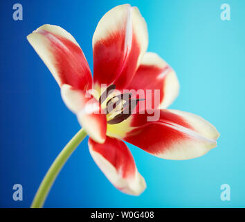 Striato rosso tulip fiori su uno sfondo colorato Foto Stock