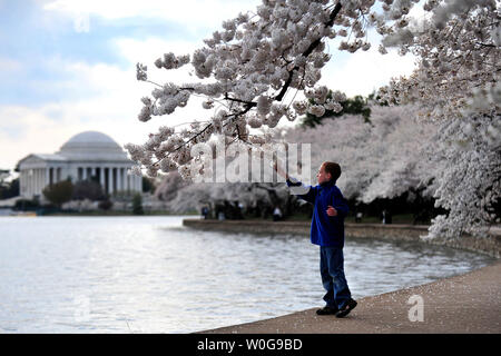 Un ragazzo tocca un fiore di ciliegio durante il National Cherry Blossom Festival di Washington, 4 aprile 2011. UPI/Kevin Dietsch Foto Stock