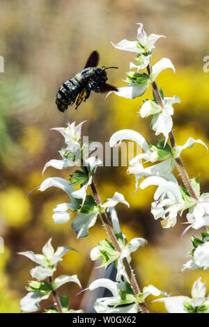 Grande falegname viola che vola Xylocopa violacea su Salvia sclarea Flower Bee Foraging June Garden Sage Salvia Wildlife Insect Flying Bee Friendly Foto Stock