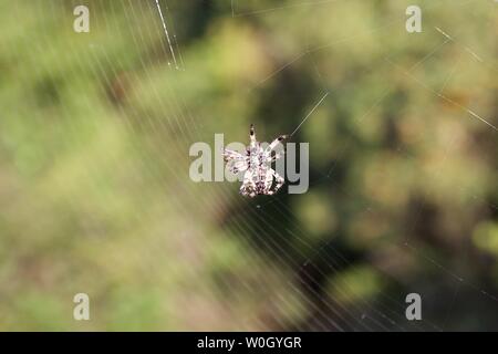 Primo piano vista dal soffietto piccolo hairy ragno in natura gira un web per la cattura di insetti. Sfocare lo sfondo di piante verdi arbusti e alberi in una foresta Foto Stock