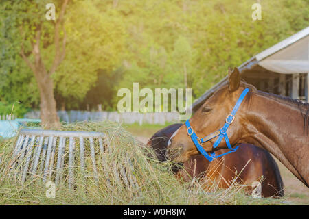 Cavalli mangiare paglia di riso a cavallo fattoria in sera Foto Stock