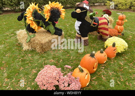 I modelli della prima famiglia di cani, Bo (R) e Sunny sono visualizzati con zucche sul prato Sud della Casa Bianca per la festa di Halloween, dove il Presidente Usa Barack Obama e la First Lady Michelle Obama sarà accogliente trattare o trattamento di bambini locali e i bambini di famiglie di militari, Ottobre 31, 2013, a Washington, DC. UPI/Mike Theiler Foto Stock