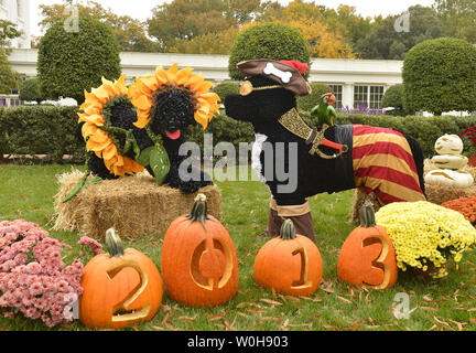 I modelli della prima famiglia di cani, Bo (R) e Sunny sono visualizzati con zucche sul prato Sud della Casa Bianca per la festa di Halloween, dove il Presidente Usa Barack Obama e la First Lady Michelle Obama sarà accogliente trattare o trattamento di bambini locali e i bambini di famiglie di militari, Ottobre 31, 2013, a Washington, DC. UPI/Mike Theiler Foto Stock