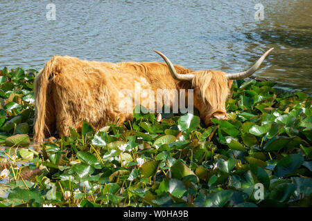 Mucca di Highland fra i gigli in uno stagno su in tempo caldo, Stoney Cross, New Forest, Hampshire, Inghilterra, Regno Unito, giugno 2019 Foto Stock