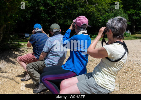 Birtdwatchers, Fritham, New Forest, Hampshire, Regno Unito, 27th giugno 2019 in tempo caldo. Foto Stock