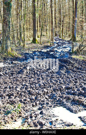 Egli ricorda la legna da ardere. Turopolje foresta. La Croazia. Foto Stock