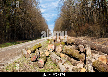 Egli ricorda la legna da ardere. Turopolje foresta. La Croazia. Foto Stock