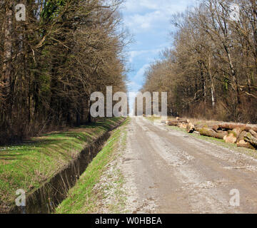 Egli ricorda la legna da ardere. Turopolje foresta. La Croazia. Foto Stock