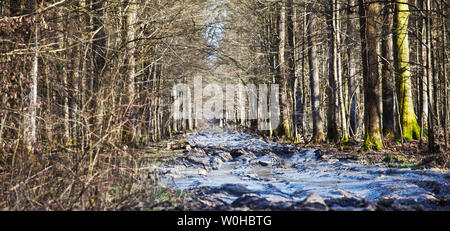 Egli ricorda la legna da ardere. Turopolje foresta. La Croazia. Foto Stock