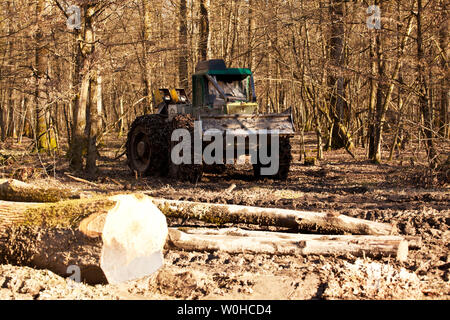 Egli ricorda la legna da ardere. Turopolje foresta. La Croazia. Foto Stock