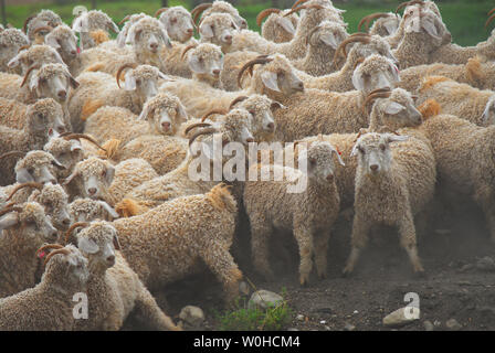 Carino capre angora in esecuzione da i cani di pecore in una fattoria vicino a George, Sud Africa. Foto Stock