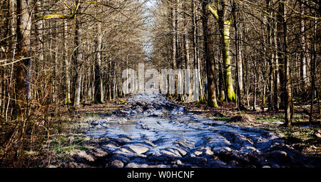 Egli ricorda la legna da ardere. Turopolje foresta. La Croazia. Foto Stock