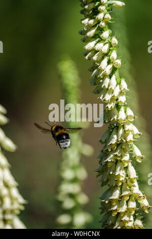 Foxglove Flower digitalis viridiflora, Large Earth Bumblebee, Bombus Terrestris Bumblebee Flying Foto Stock