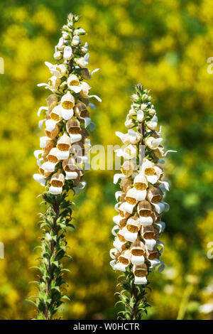 Grecian Foxglove Digitalis lanata, fiore spike Foto Stock