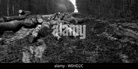 Egli ricorda la legna da ardere. Turopolje foresta. La Croazia. Foto Stock