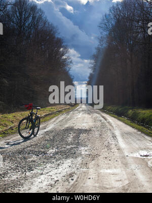 Egli ricorda la legna da ardere. Turopolje foresta. La Croazia. Foto Stock