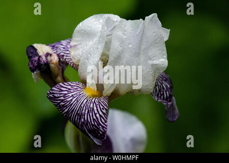 L'acqua cade su un Iris viola e bianco Foto Stock