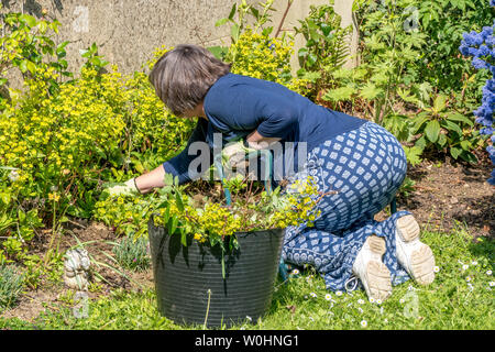 Una donna più anziana in ginocchio e stiratura in un giardino soleggiato, tirando verso l'alto e le erbacce intorno cespugli e metterli in un secchio di gomma. Inghilterra, Regno Unito. Foto Stock