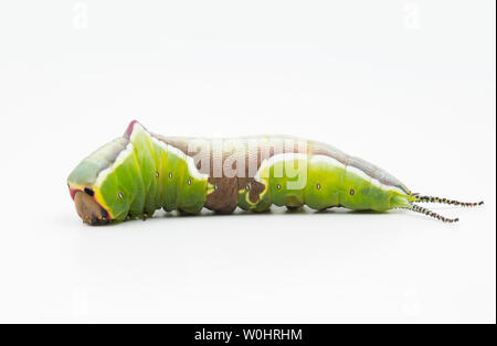 Un splendidamente segnato Puss Moth caterpillar, Cerura vinula, fotografati contro uno sfondo bianco. Puss Moth i bruchi o larve, hanno eccellenti Foto Stock