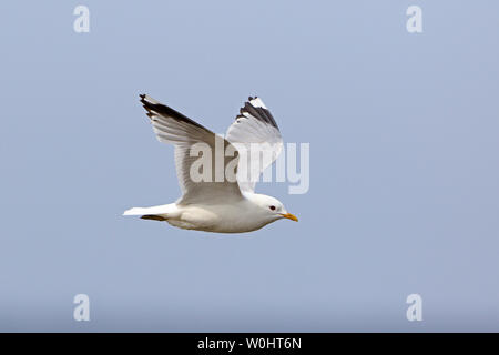 Adulto gabbiano comune in volo Isole Orcadi Scozia Scotland Foto Stock