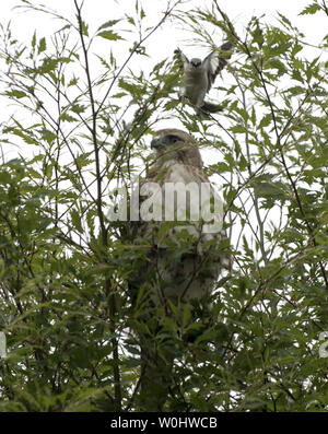 Un rosso-tailed hawk posatoi su un albero nel prato anteriore al di fuori dell'ala ovest della casa bianca a Washington il 4 giugno 2015. Il falco è un nido vicino dove ha preso la residenza a proteggere i suoi giovani. Foto di Pat Benic/UPI Foto Stock