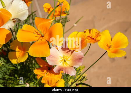 Papavero californiano missione campane, california, Eschscholzia californica, Foto Stock