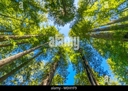 Verde Redwoods torreggianti Parco Nazionale di Newton B Drury Drive Crescent City in California. Gli alberi più alti nel mondo, 1000s della vecchia Anno, dimensioni edifici di grandi dimensioni Foto Stock