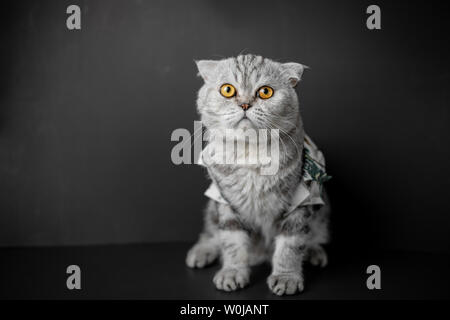 Ritratto Scottish Fold gatto in studio. Gatto grigio con squat su sfondo nero. Scottish Fold cat sono indossare una maglietta. Foto Stock