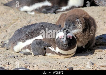 I Penguins africani (Spheniscus demersus), adulto, con il giovane animale, Boulders Beach, Città di Simon, Western Cape, Sud Africa Foto Stock