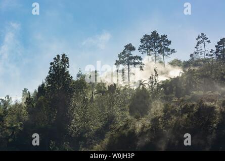 La foresta tropicale con la nebbia e il vapore da hot springs, Orakei Korako Parco geotermico, area geotermica, Hidden Valley, Taupo zona vulcanica, Nord Foto Stock