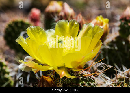 L' Opuntia polyacantha; Pricklypear Cactus; Cactaceae; Cactus; fiori selvatici in fiore, Central Colorado, STATI UNITI D'AMERICA Foto Stock