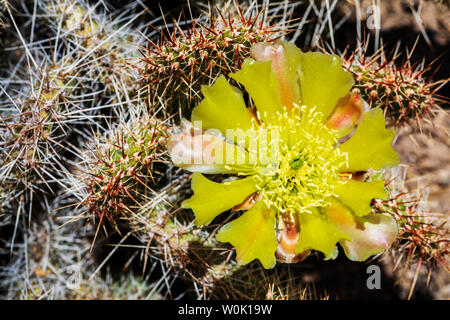 L' Opuntia polyacantha; Pricklypear Cactus; Cactaceae; Cactus; fiori selvatici in fiore, Central Colorado, STATI UNITI D'AMERICA Foto Stock