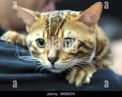 Maggio 2019 - faccia di un pedigree cat - Il Gatto bengala Foto Stock