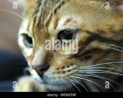 Maggio 2019 - faccia di un pedigree cat - Il Gatto bengala Foto Stock