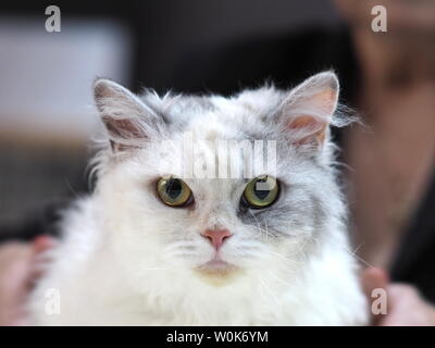 Maggio 2019 - faccia di un pedigree cat - Un Curley pelose Selkirk Rex guardando dritto a voi Foto Stock