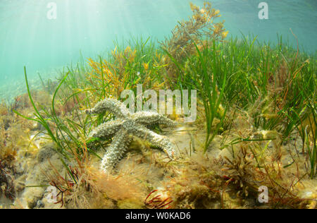 Starfish spinoso su un di un letto di fanerogame in Galles Foto Stock