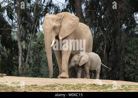 Gli elefanti africani, tipo amorosa relazione, la madre e il bambino, carino piccolo baby elephant seguenti madre, naturale paesaggio esterno Foto Stock