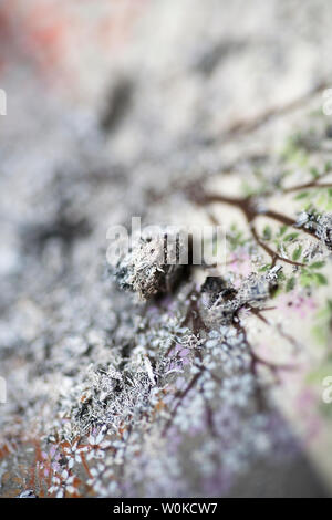 Cenere di sigaretta comune sfondo macro arte in stampe di alta qualità Foto Stock